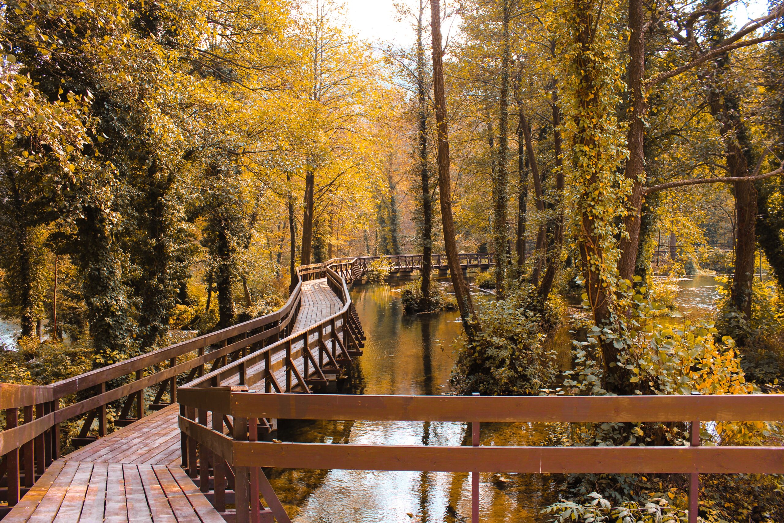 Home-page-Path-selma-rizvic-unsplash